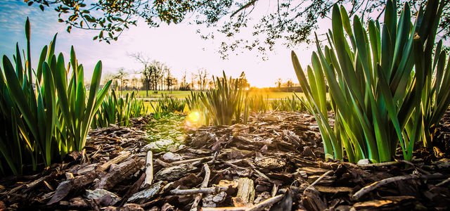 Frühling