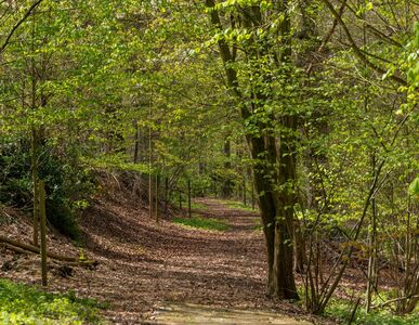 Wanderweg Hermannsweg web